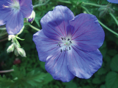 Geraniums – Wallflowers of the nursery, workhorses of the garden