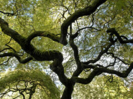 Time to prune your way through the garden