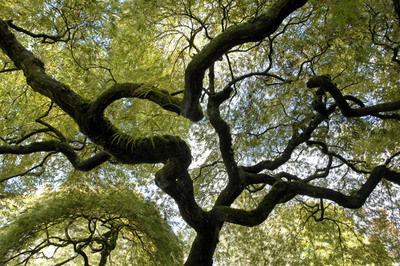 Time to prune your way through the garden