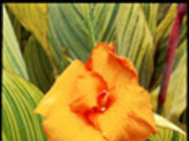 The Mountain Gardner: Make sunsets even more magnificent with peach, orange garden varieties