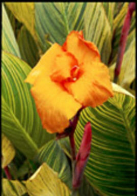 The Mountain Gardner: Make sunsets even more magnificent with peach, orange garden varieties