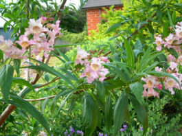 The Mountain Gardner: Some trees provide shade quickly