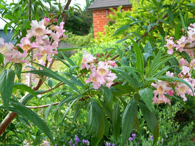 The Mountain Gardner: Some trees provide shade quickly