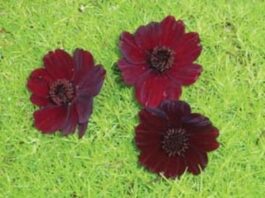 Give kids a reason to feel gardening