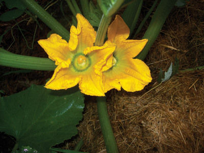 The Mountain Gardener: Summer’s star squash