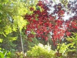 Mountain Gardener saves plants, one garden at a time