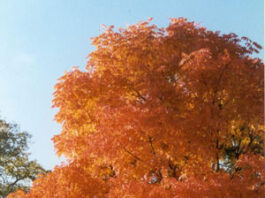 The Mountain Gardener: Fall is prime planting time