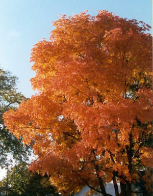 The Mountain Gardener: Fall is prime planting time