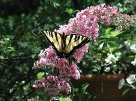 New Year’s resolutions for gardeners