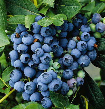 The Mountain Gardener: Time to add punch to your edible garden
