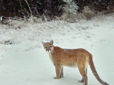 Mountain lion sightings not uncommon