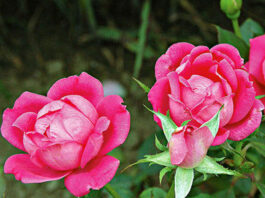 The Mountain Gardener: Stirrings of spring mean tidying up garden