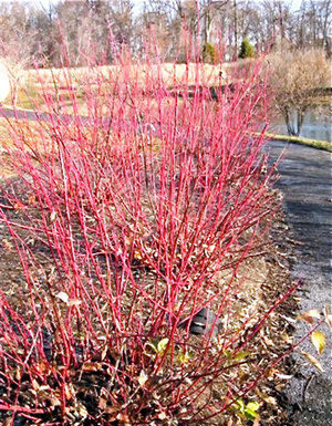 Mountain Gardener: Find color without flowers