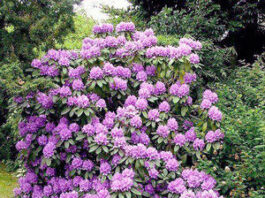 Home & Garden: Rhododendrons — spring showstoppers