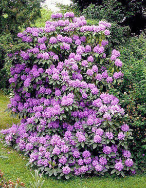 Home & Garden: Rhododendrons — spring showstoppers