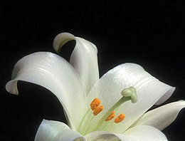 The Mountain Gardener: Just in time for Easter
