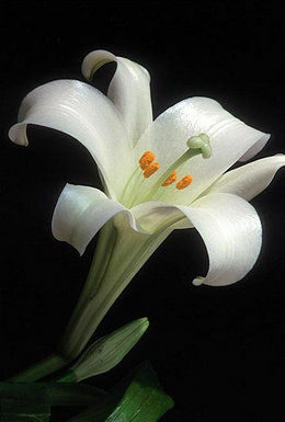 The Mountain Gardener: Just in time for Easter