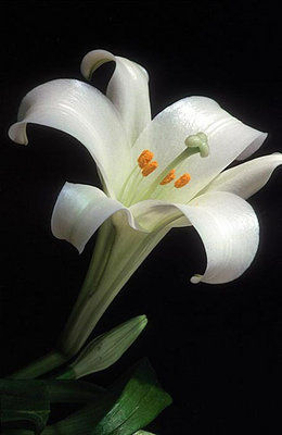 The Mountain Gardener: Just in time for Easter