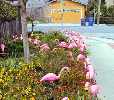 Pink flocks precede Relay For Life