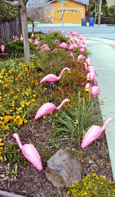 Pink flocks precede Relay For Life