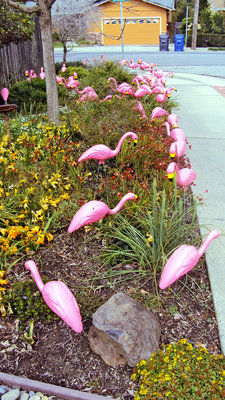 Pink flocks precede Relay For Life