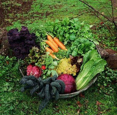 Mountain Gardener: Spring sun, showers call for mindful planting
