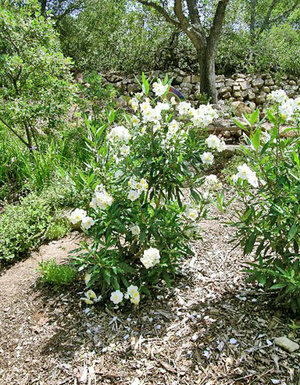 The Mountain Gardener: Careful plant choice, maintenance makes a difference