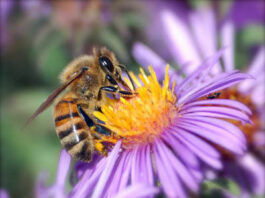 The Mountain Gardener: Celebrate the pollinators
