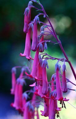 Mountain Gardener: Tried and True