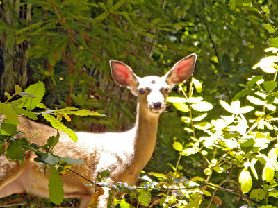 Nature Friendly: A rainforest in the valley