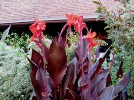The Mountain Gardener: Cool your garden with a tropical makeover