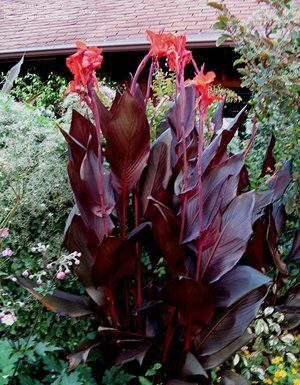The Mountain Gardener: Cool your garden with a tropical makeover