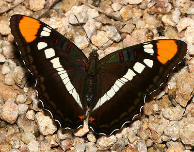 Mountain Gardener: Attract butterflies to your garden