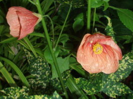 Mountain Gardener: A little foliage goes a long way