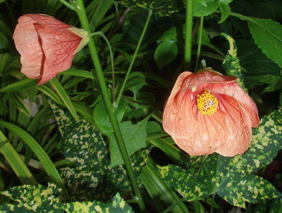 Mountain Gardener: A little foliage goes a long way