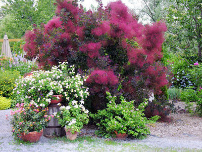 Mountain Gardener: Shrubs to solve any dilemma