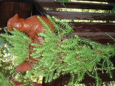 The Mountain Gardener: Potted Pets