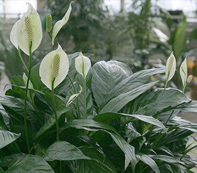 Mountain Gardener: Breathe deeper with the help of house plants