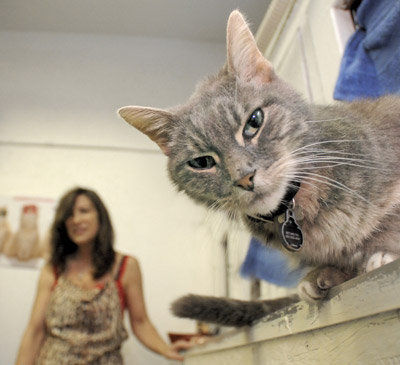 Animal caregiver hopes to start feline hospice