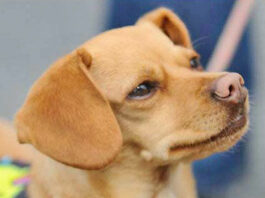 Costumed canines ready for adoption