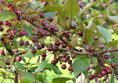 Mountain Gardener: Mind your weather this autumn