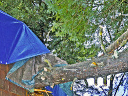 Heavy rains topple trees, cause damage