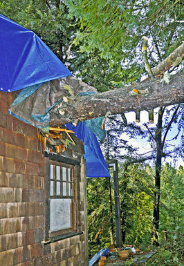 Heavy rains topple trees, cause damage