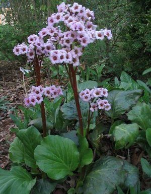 Mountain Gardner: Choose the best plants for your garden