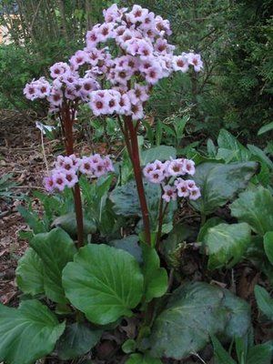 Mountain Gardner: Choose the best plants for your garden