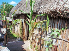 Gardener: The gardens of southern Mexico: Part 2.