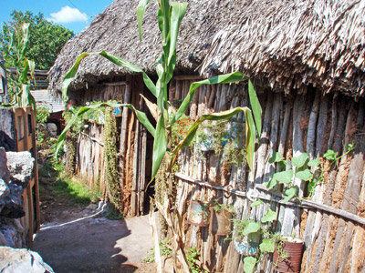 Gardener: The gardens of southern Mexico: Part 2.