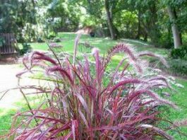 Gardener: New introductions portend a colorful 2011