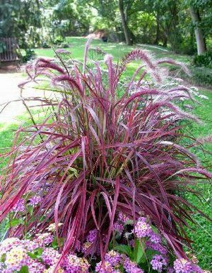 Gardener: New introductions portend a colorful 2011