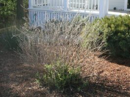 Gardner: Deck your halls with plants, flowers from your garden